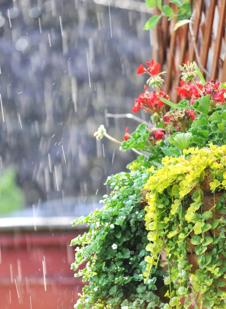 Wet plants in garden