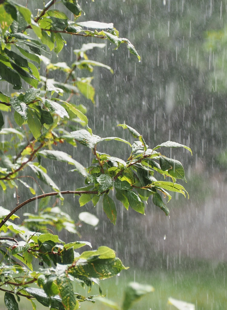 Garden Rain in Scotland