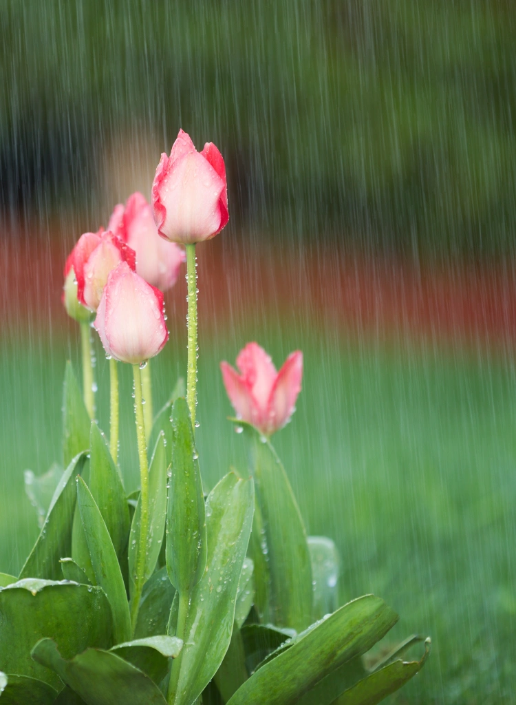 Rain in garden