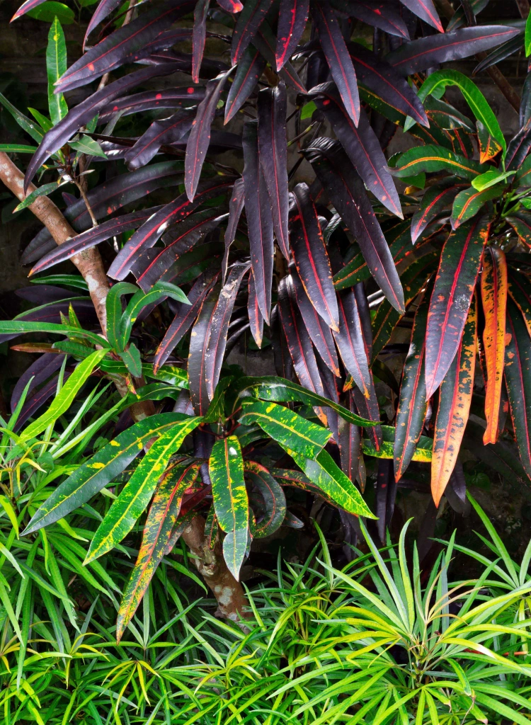 Garden plants tropical foliage vibrant leaves lush garden min