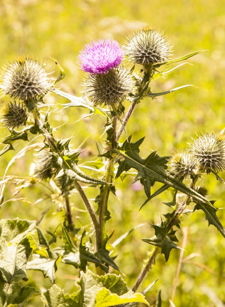 Scottish Native Plant Thistle