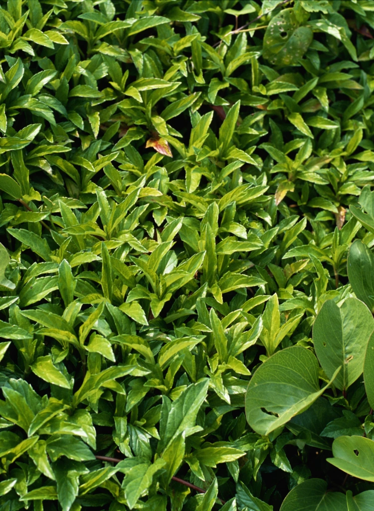 Healthy Green Leaf Garden