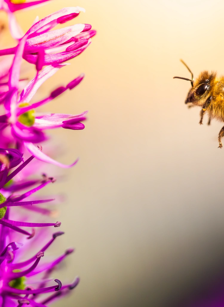 A bee is actively flying towards a beautiful purple flower