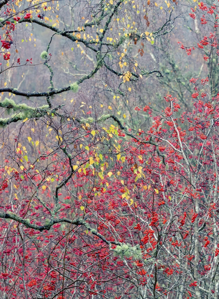 Bright red berries and lichen