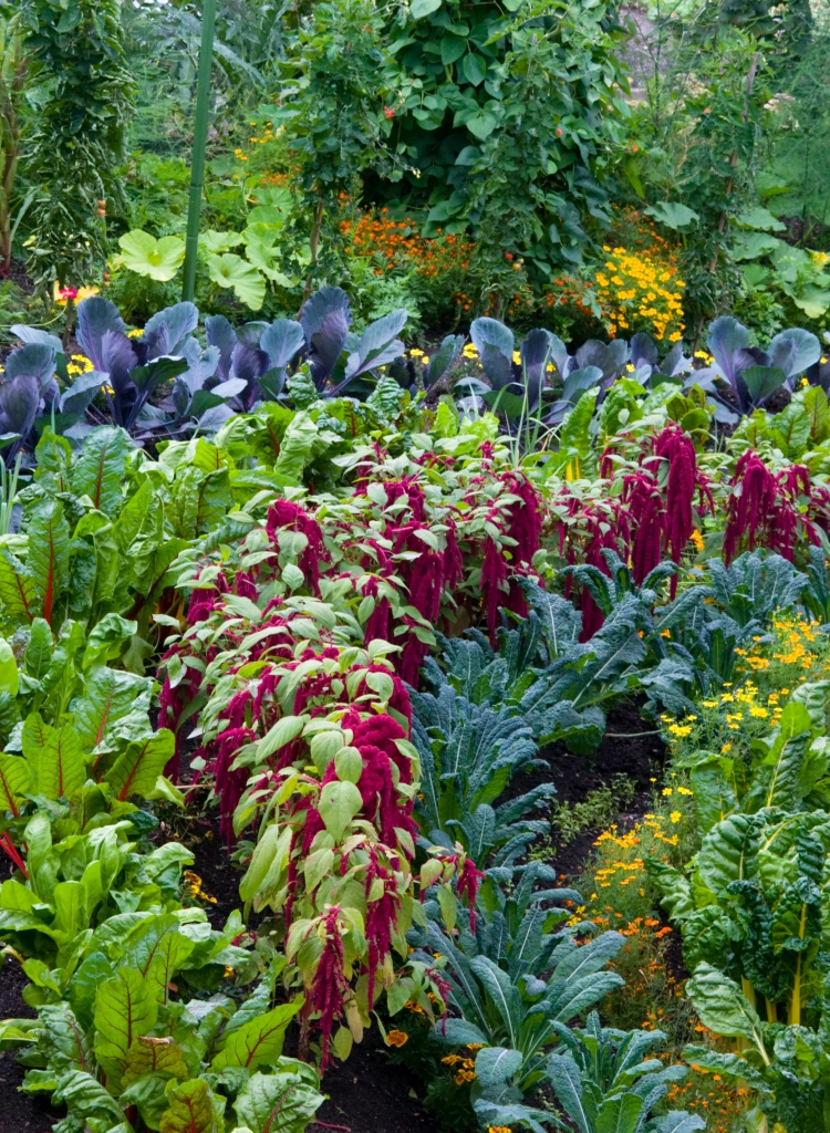Vegetable Garden with flowers