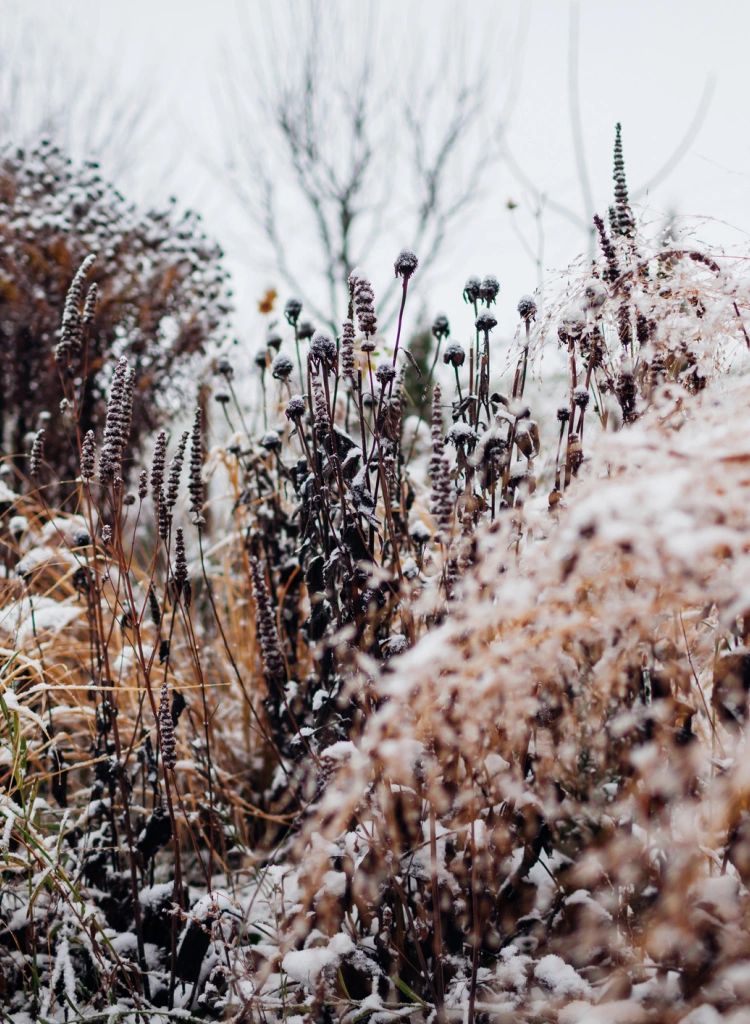 Winter garden in the snow