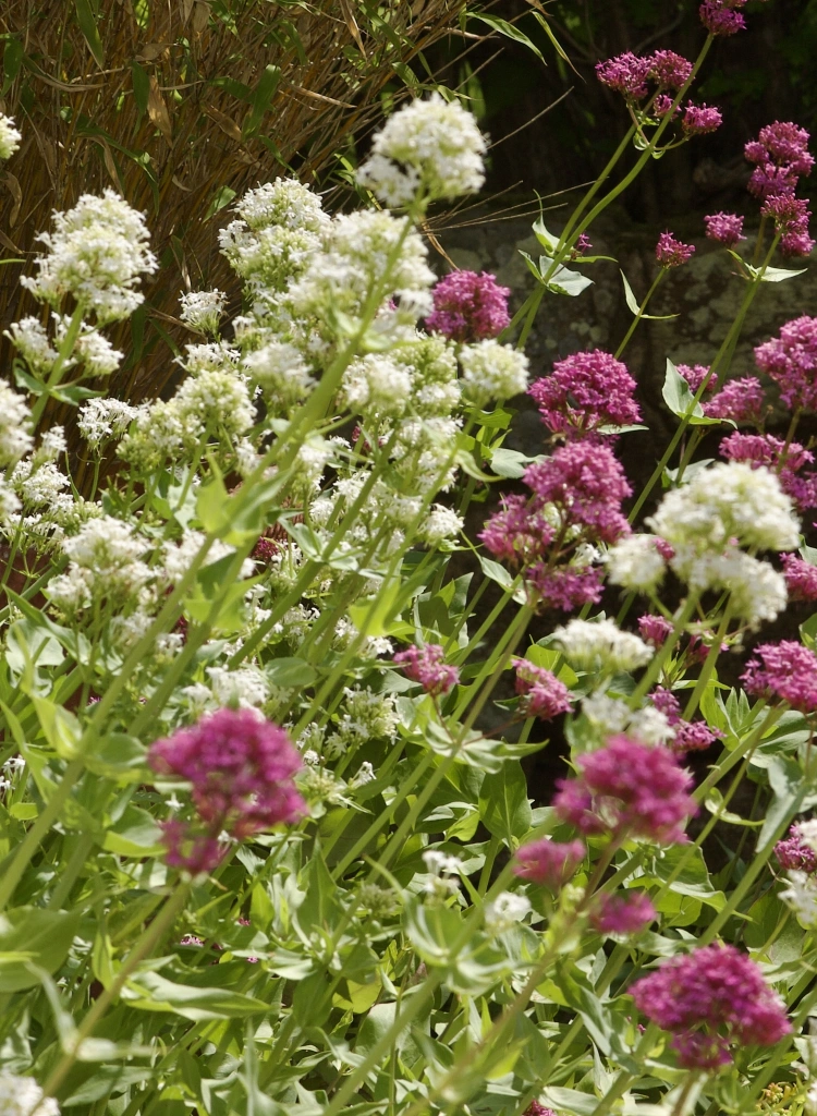 Flowerbed plants in a cottage garden