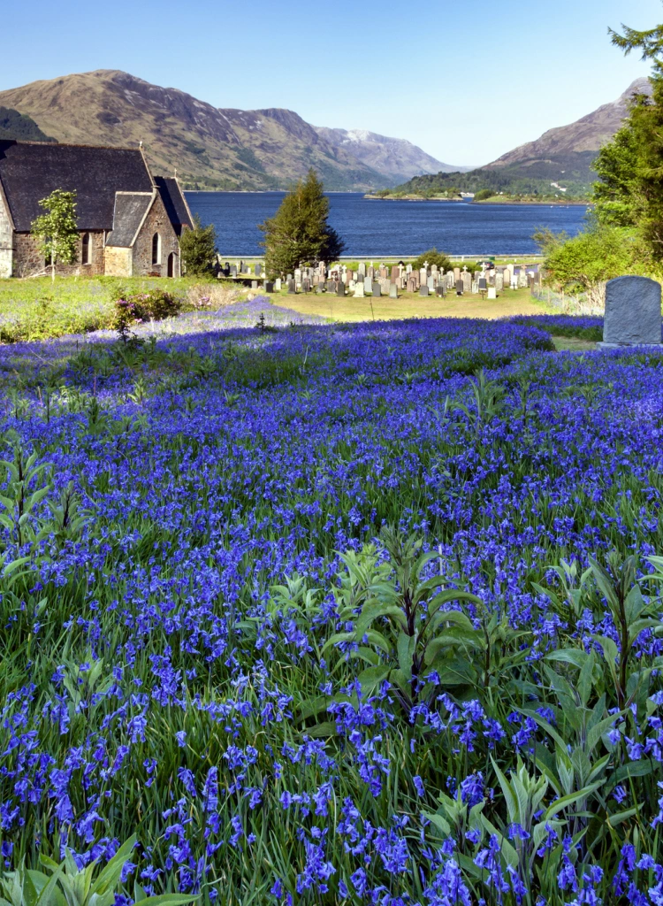 Bluebells at Ballachulish Scottish Highlands