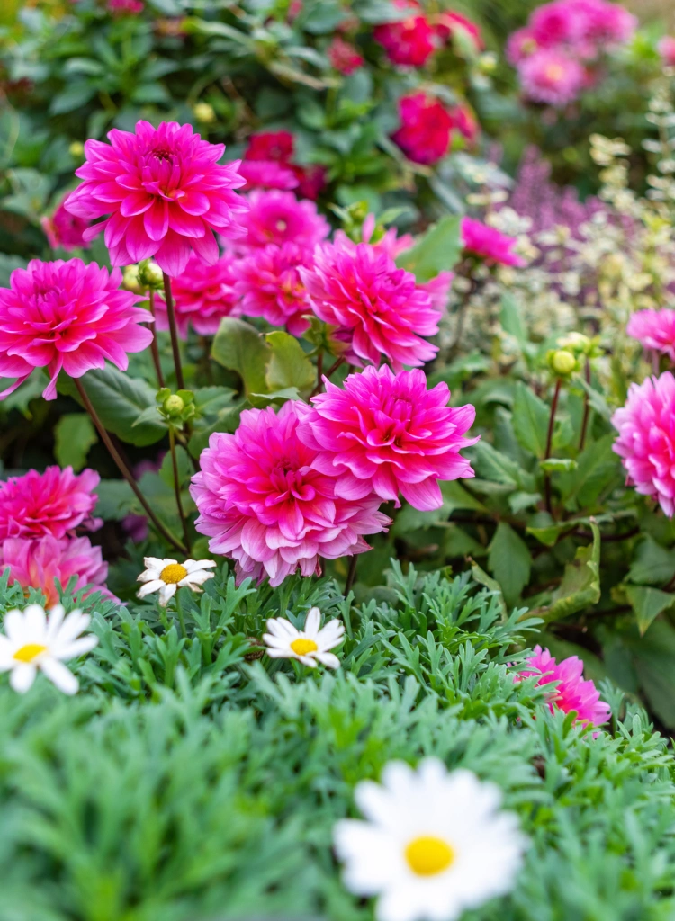 Vibrant Pink Dahlia Flowers In Full Bloom In A Garden With Green Foliage