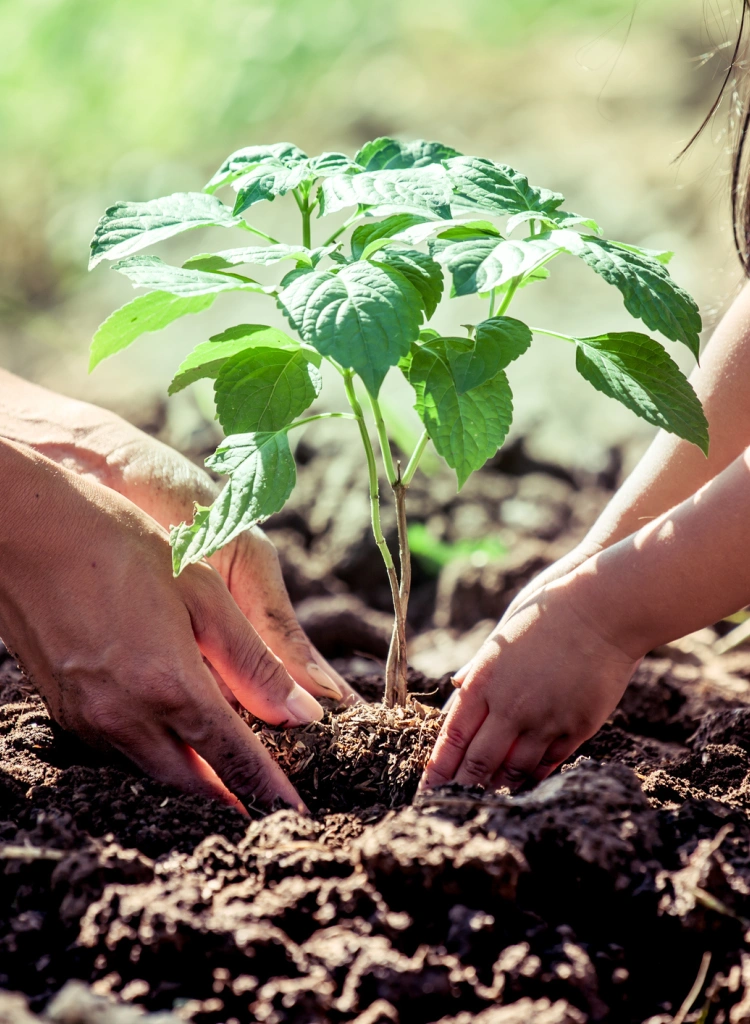Little girl helping her father to plant the tree
