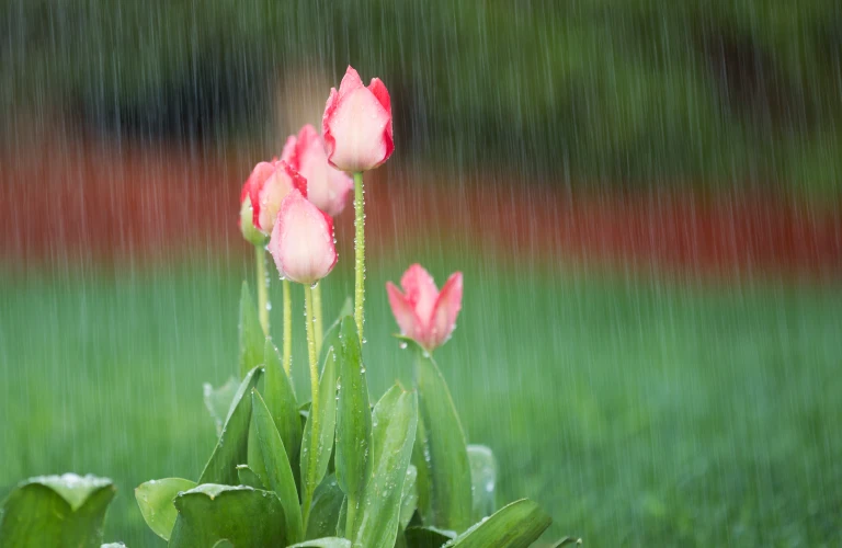 Rain in garden