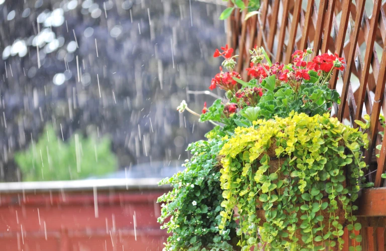 Wet plants in garden