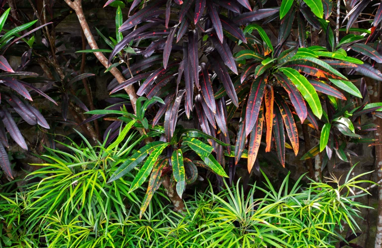 Garden plants tropical foliage vibrant leaves lush garden min