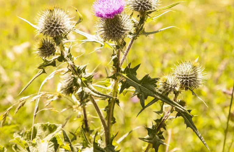 Scottish Native Plant Thistle