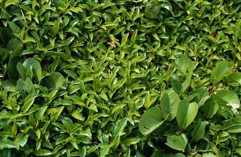 Healthy Green Leaf Garden