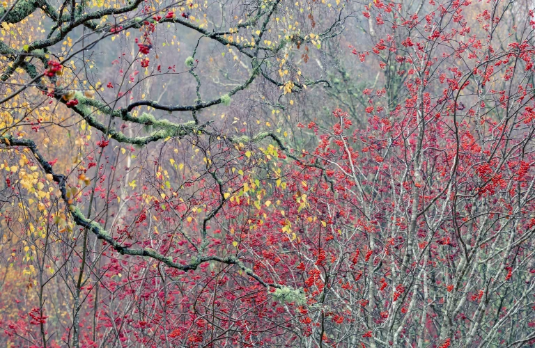 Bright red berries and lichen