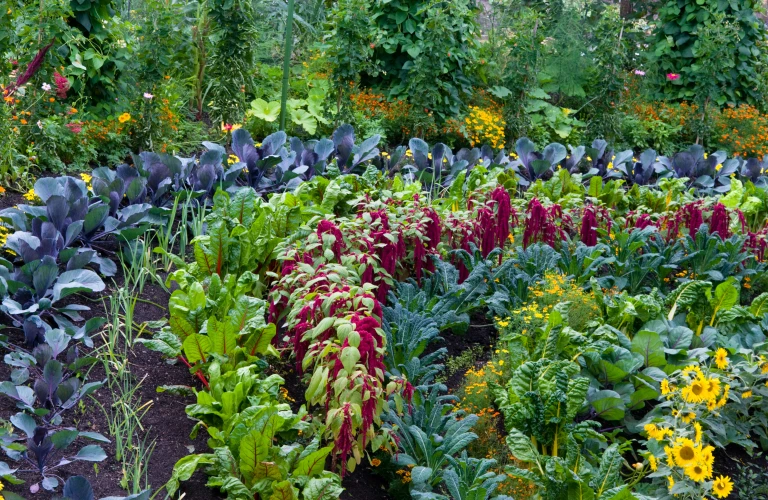 Vegetable Garden with flowers
