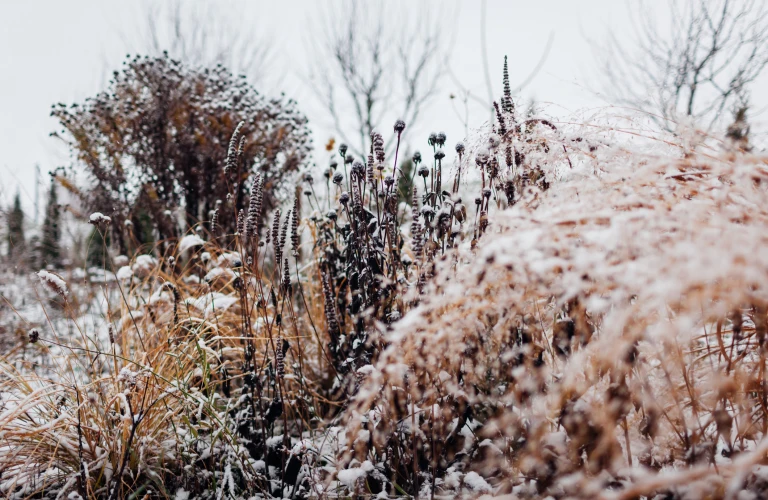 Winter garden in the snow