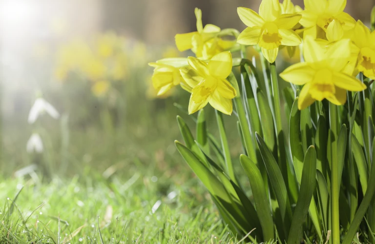 Daffodils growing in a spring garden