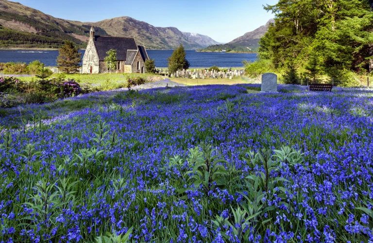 Bluebells at Ballachulish Scottish Highlands