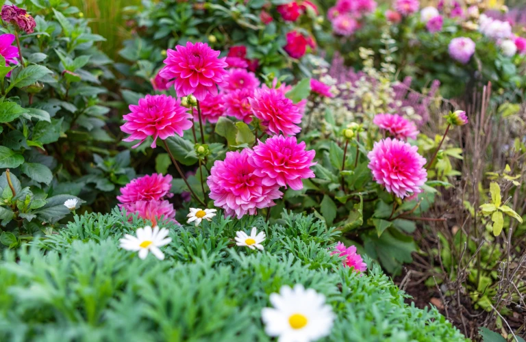 Vibrant Pink Dahlia Flowers In Full Bloom In A Garden With Green Foliage